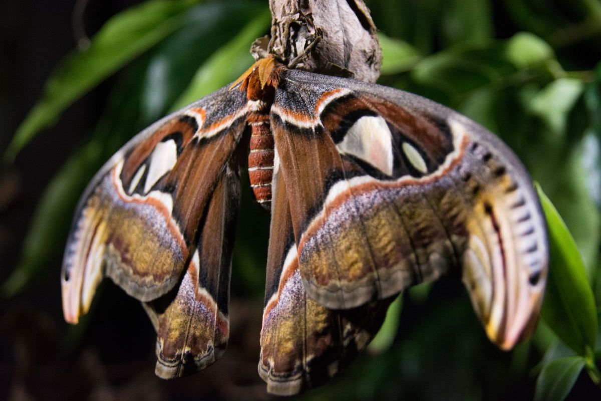 Viasat NATURE Wild Japan 2 a7ea495e