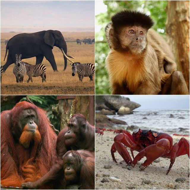 «Οι σπουδαιότερες συναντήσεις στο ζωικό βασίλειο» – Νέα εκπληκτική σειρά ντοκιμαντέρ στην ΕΡΤ2