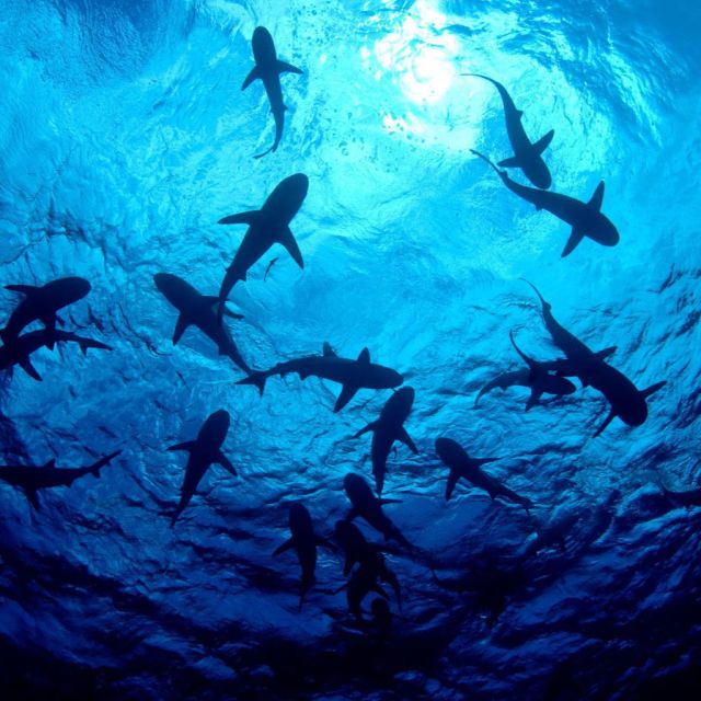 Καρχαρίες, άγριες γάτες και άγρια ​​Ασία στο VIASAT NATURE