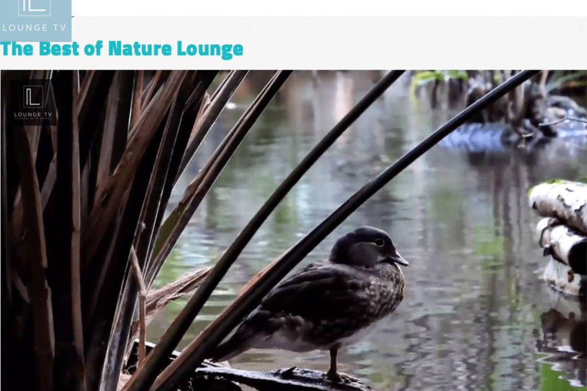 Πρεμιέρα για το πρώτο τσεχικό κανάλι 4Κ