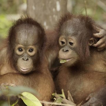 «Το Σχολείο των Ουραγκοτάγκων» – Νέα εξαιρετική σειρά ντοκιμαντέρ στην ΕΡΤ2