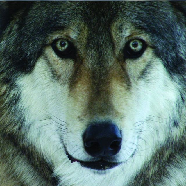 "Άγρια Αμερική" στο National Geographic Wild