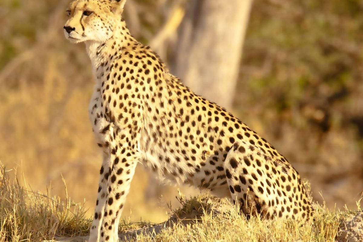 ad17a43d5b260ecb72f51df193653bfe XL b27f2558