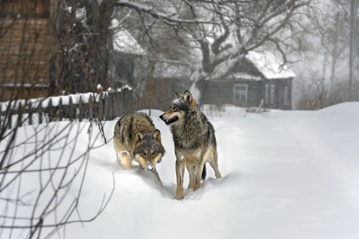 Viasat Nature-RA-Wolves-ORF-Presse-20