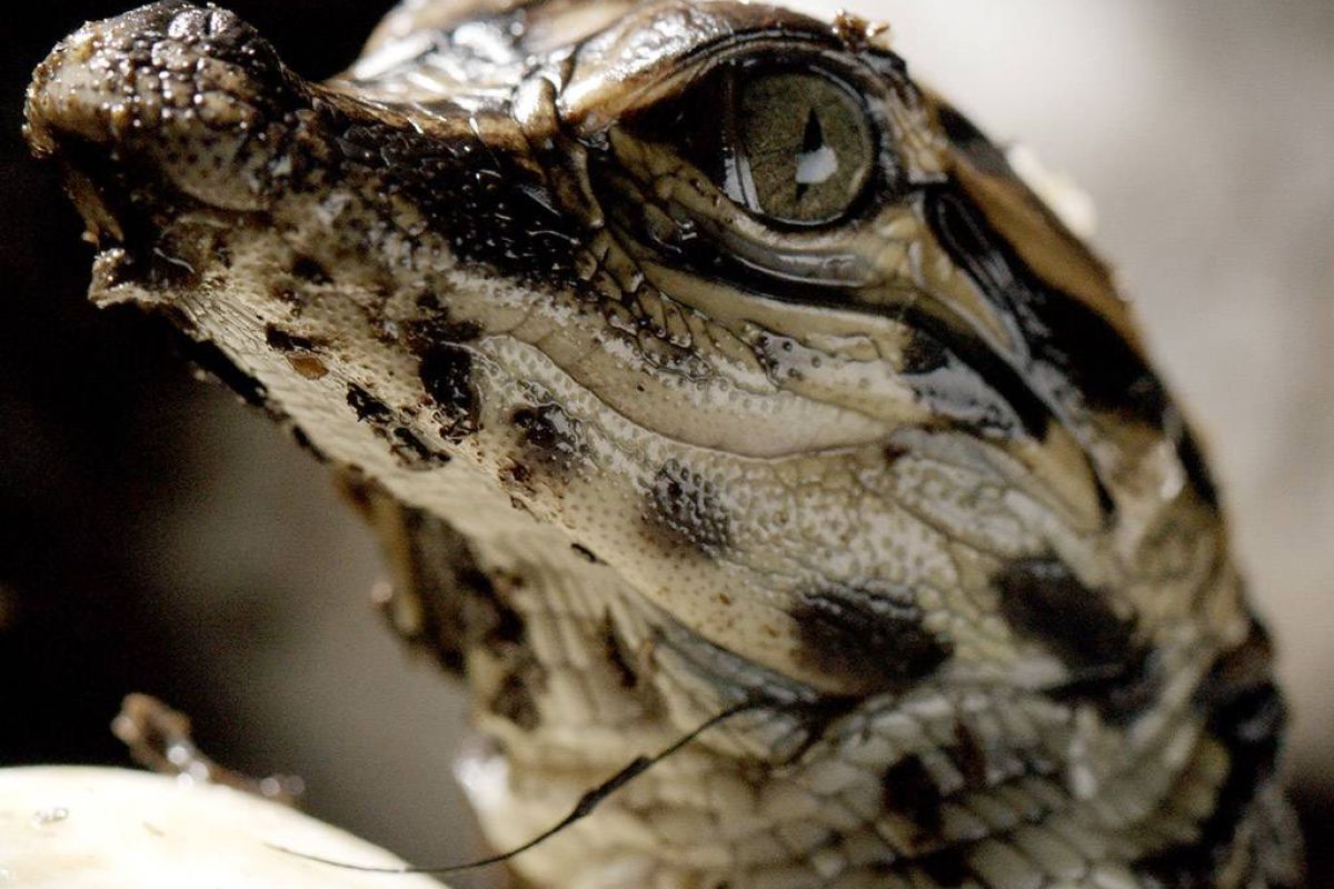 d8352427eb988815393a5bfac598b90e XL b45a525e