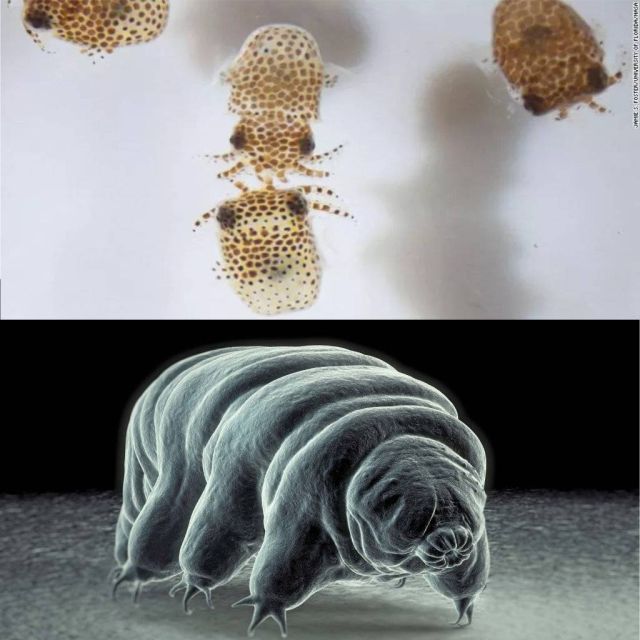 Η NASA στέλνει 5.000 βραδύπορα και φωσφορίζοντα καλαμάρια στο διάστημα