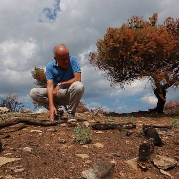Επιζώντες: Μόνοι με την καταστροφή. Η εκατόμβη της 23ης  Ιουλίου