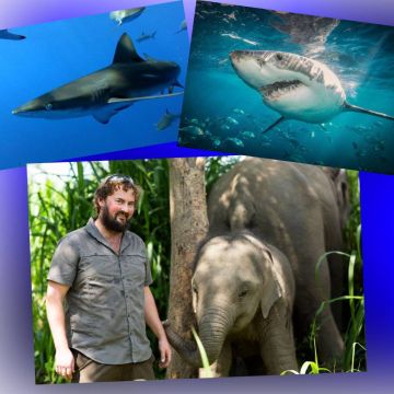 Ιούνιος στο Viasat Nature: "Σώστε αυτόν τον καρχαρία" και "Νοσοκομείο ελεφάντων" έρχονται στις οθόνες μας