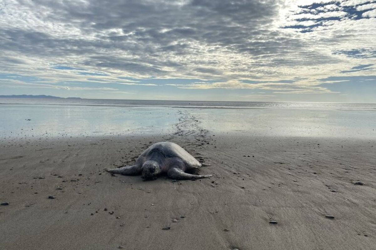 Viasat Nature Patrick Aryees Wild World sea turtle 1 bb0e8742