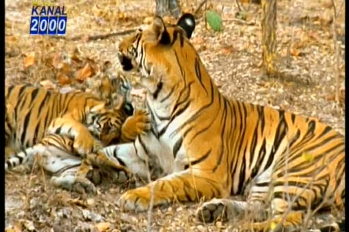 db37724a1e79e40f446eb56812b3313c XL bc07f5f7