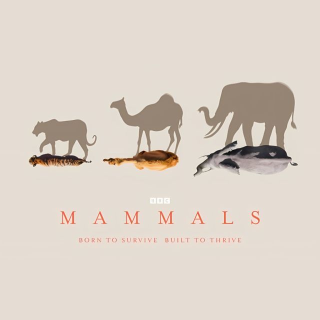 Mammals, νέα σειρά ντοκιμαντέρ του BBC σε Α’ Τηλεοπτική Μετάδοση στον ΣΚΑΪ
