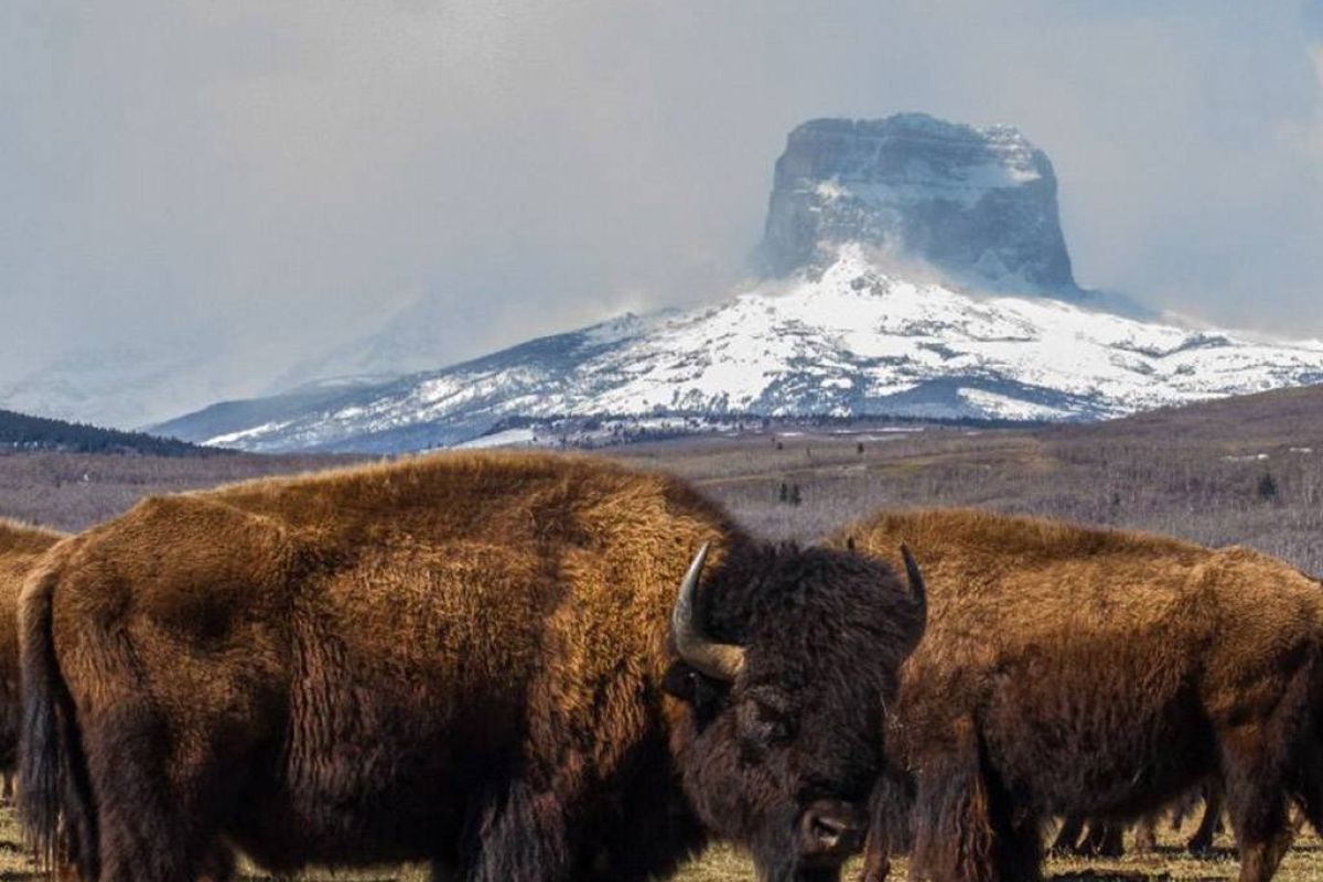 4015991c861a67002c26889c437c8cdf XL c3d1f4f7