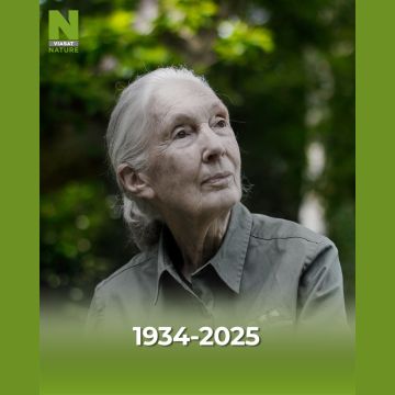 Το Viasat Nature θυμάται την Τζέιν Γκούνταλ: Μια κληρονομιά συμπόνιας και προστασίας της φύσης