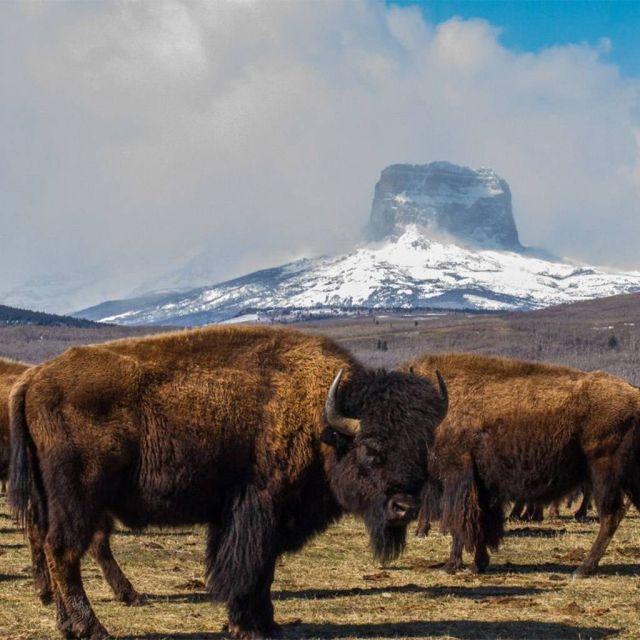Μια συναρπαστική περιήγηση στον Άγριο Καναδά και οι πιο διάσημοι λάτρεις της άγριας φύσης έρχονται τον Αύγουστο στο Viasat Nature