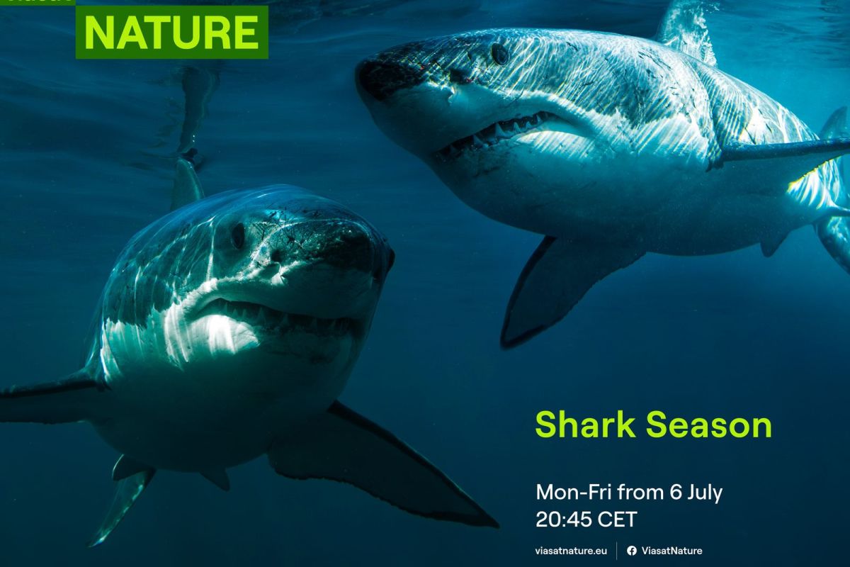 Viasat Nature Shark Season Landscape c63107b0