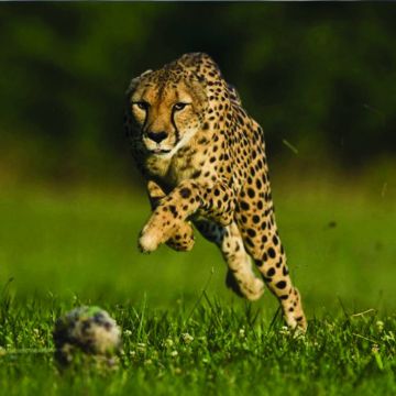 "Η ταχύτητα που σκοτώνει", απόψε στο Nat Geo Wild