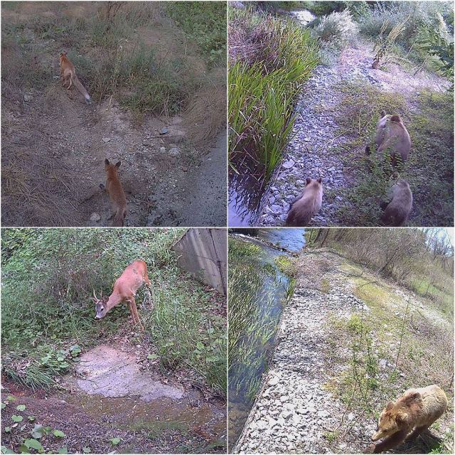 COSMOTE: πρωτοποριακή τεχνολογική λύση για την προστασία της άγριας πανίδας στην Ελλάδα