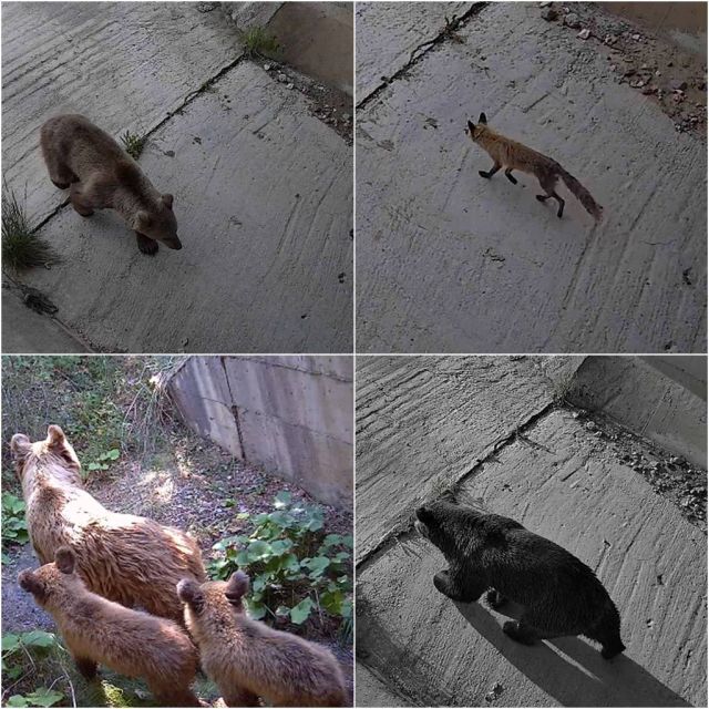 Η COSMOTE συμμετέχει στο ευρωπαϊκό περιβαλλοντικό έργο LIFE SAFE-CROSSING