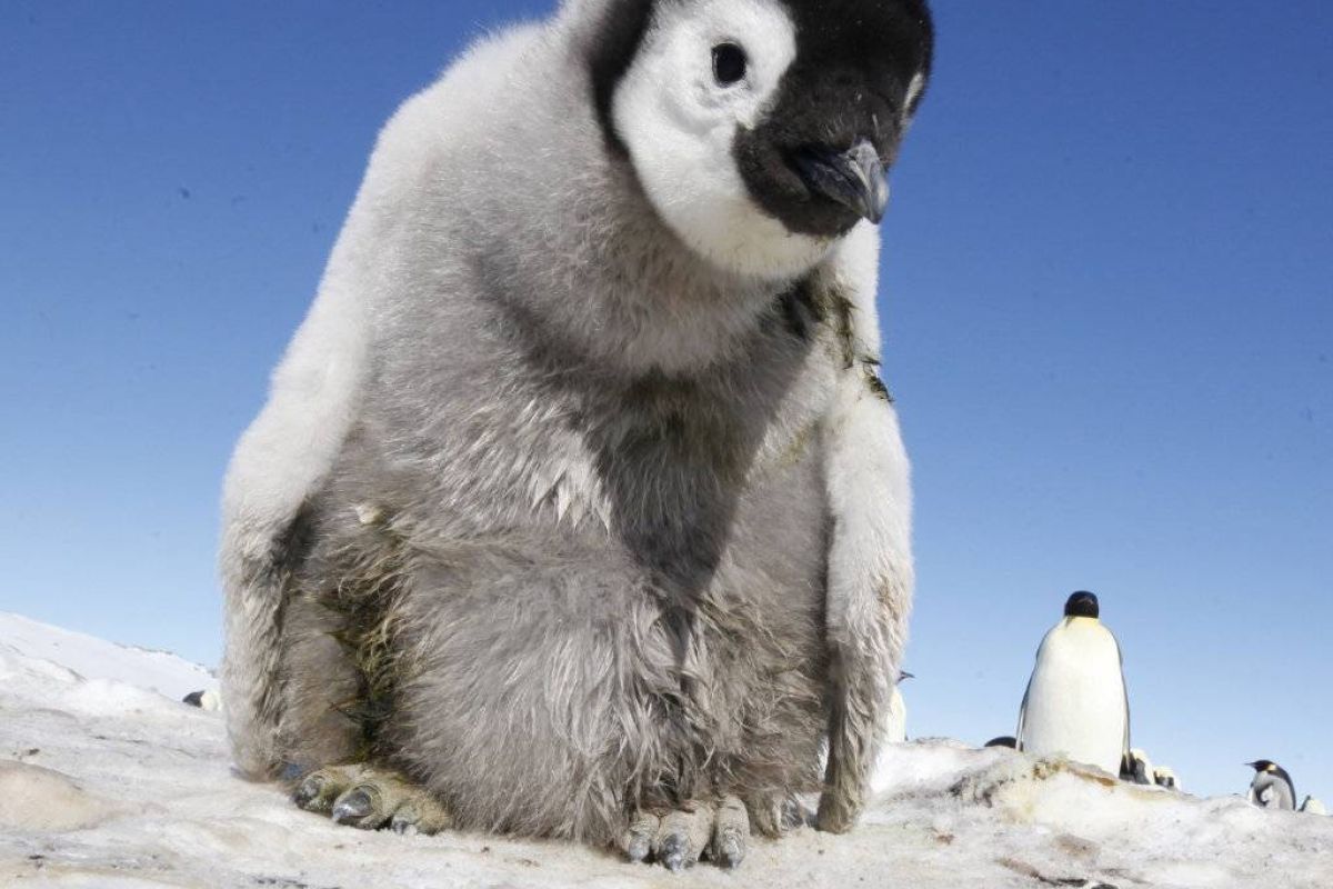 c747c7907a75686fbb72b390cac67000 XL ccd09a6b