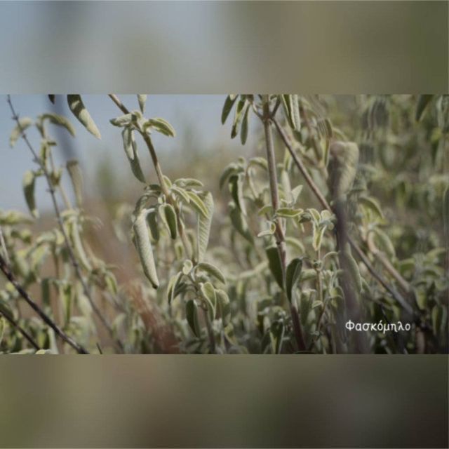 «Βότανα Καρποί της Γης» – «Η συνταγή της γιαγιάς στο σύγχρονο εργαστήριο»