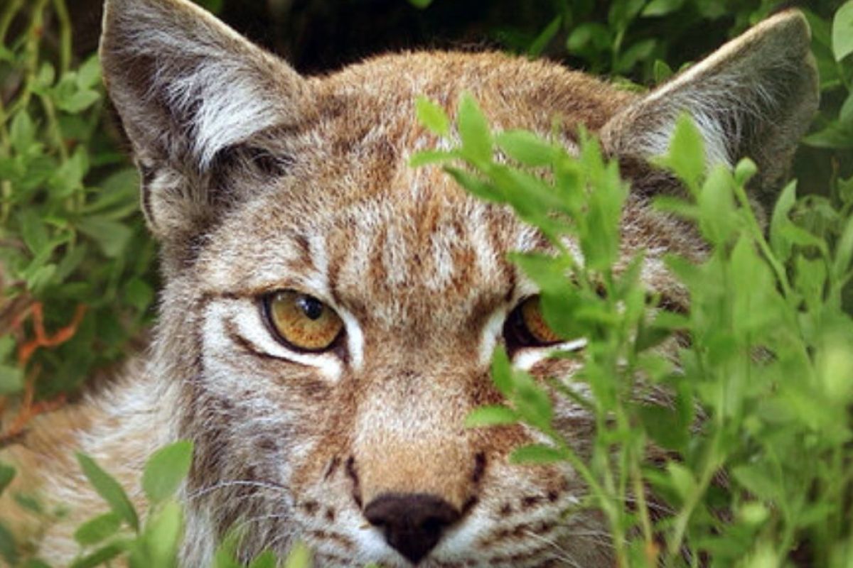 1024X1024 2 d1cf3d1a