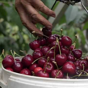«Από το Χωράφι στο Ράφι»: Κεράσι