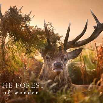 Viasat Nature Inside the Forest HorizontalPoster 1920x1080px d1e5d08c