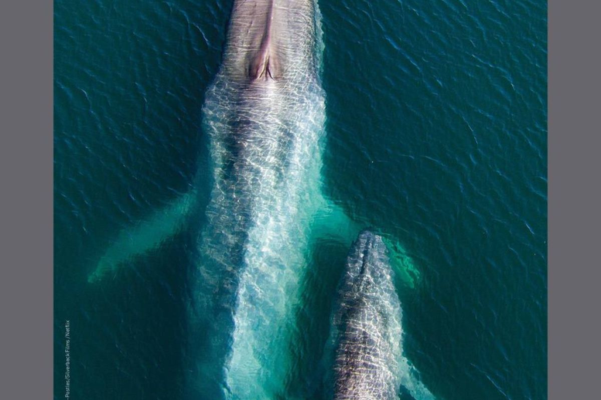 60bb716f7dda3452c130ff3522146284 XL d2cc9bc1