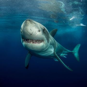 ΙΟΥΝΙΟΣ ΣΤΟ Viasat Nature