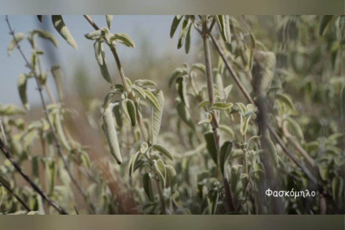 78b616c513d4b39187873c9c5b331841 XL d88f19af