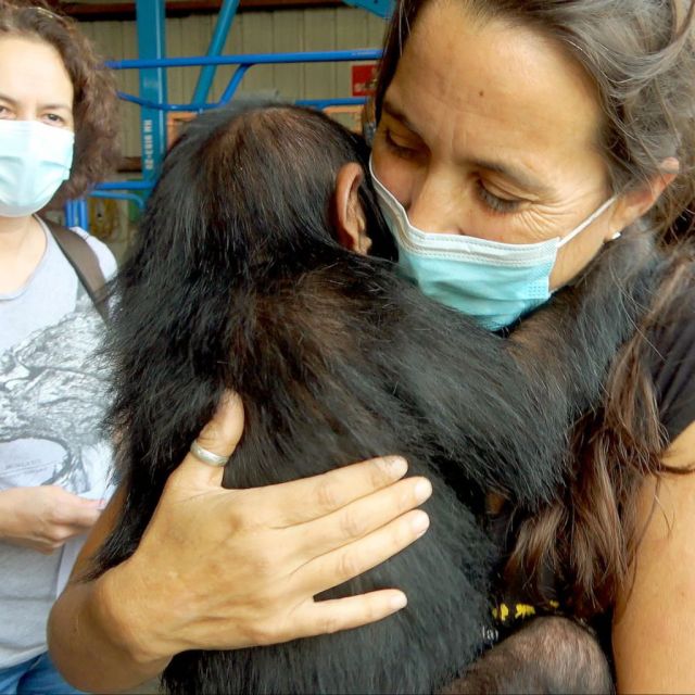 Viasat Nature: Το πιο φιλόδοξο σχέδιο στον κόσμο: Οι Χιμπατζήδες του Κονγκό που διέσωσε η Τζέιν Γκούντολ