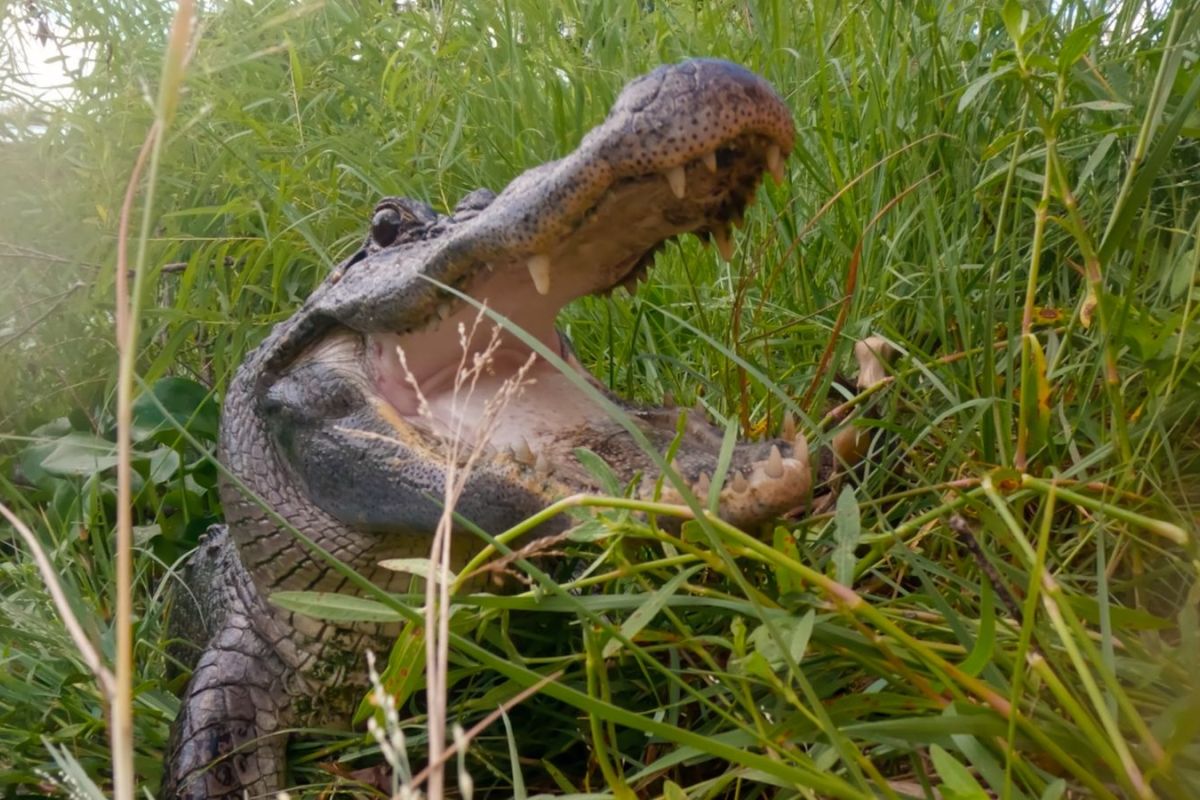 Viasat Nature Texas Gator Savers S01 E06 Still 08 dc78e381