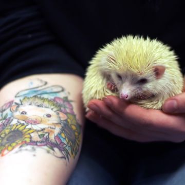 Oι Κτηνίατροι των Χάιλαντς έρχονται στο Viasat Nature: το αδάμαστο πνεύμα της βόρειας Σκωτίας