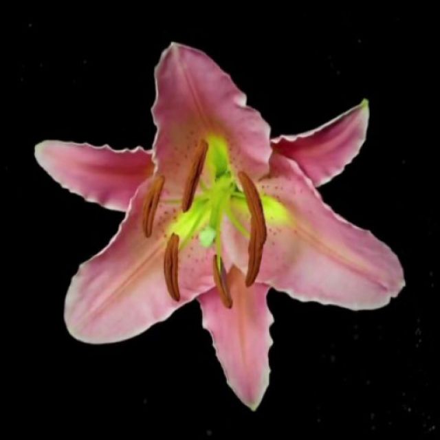 Diva Futura σε HD;