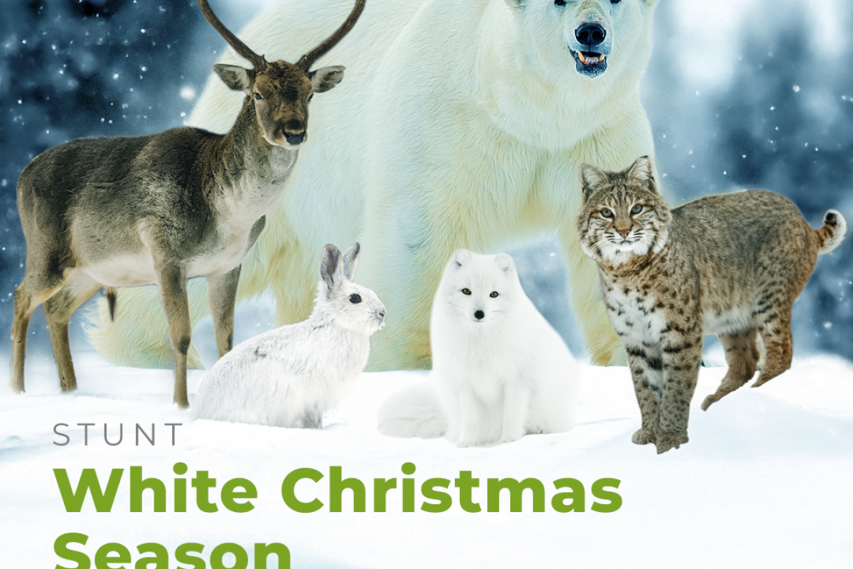 Χιονισμένα Χριστούγεννα και Άγριες περιπέτειες στο VIASAT NATURE