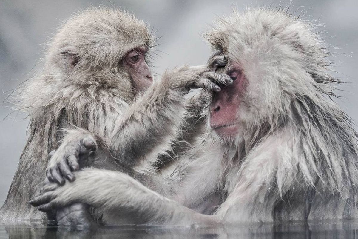 Συμπαραγωγή 4Κ από το BBC και την ιαπωνική NHK