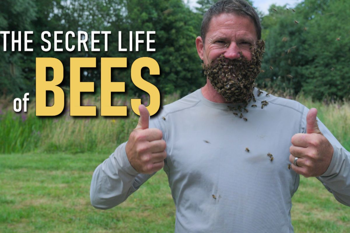 Viasat Nature The Secret Life of Bees with Steve Backshall Title Card copy e7026c6c