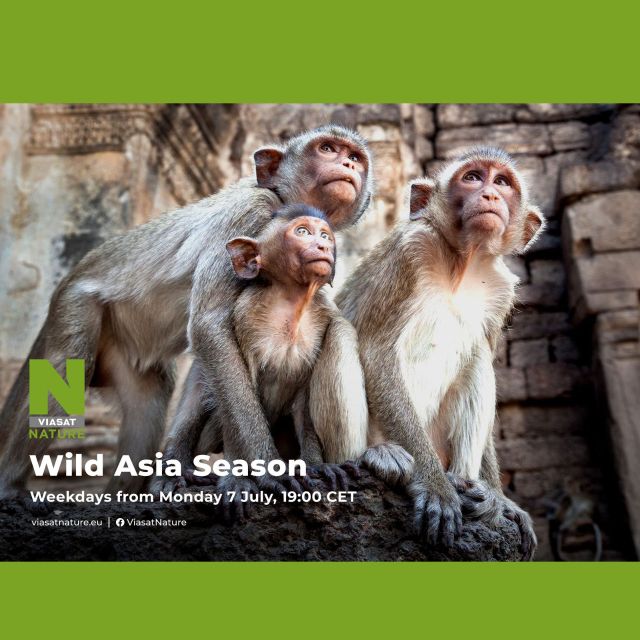 Ο πλανήτης που μοιραζόμαστε, Αφιέρωμα στην Άγρια Ασία και o Στιβ Μπάκσολ στο VIASAT NATURE