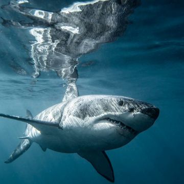 JAWS 2: ΤΟ VIASAT NATURE ΠΑΡΟΥΣΙΑΖΕΙ ΤΟ ΑΠΟΛΥΤΟ ΤΗΛΕΟΠΤΙΚΟ ΑΦΙΕΡΩΜΑ ΣΤΟΥΣ ΚΑΡΧΑΡΙΕΣ