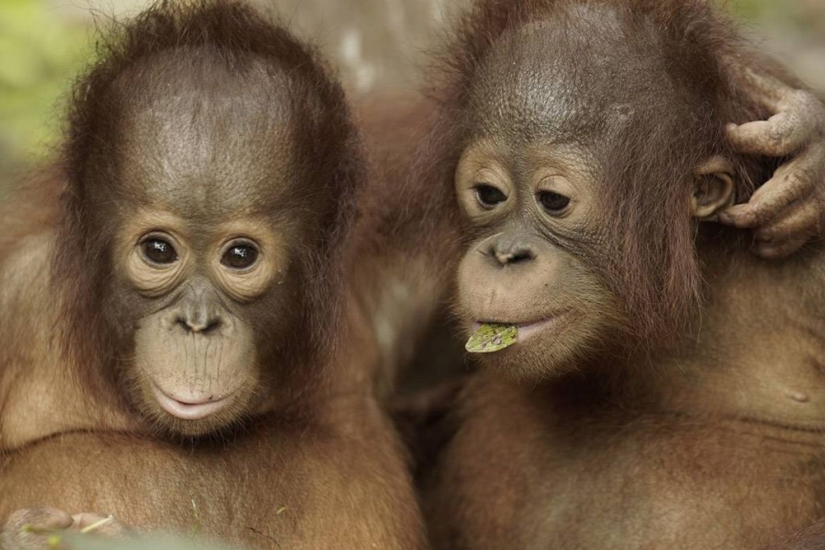 4d768fe65bbbe1b92495fdaadfd69226 XL eafeb1ef