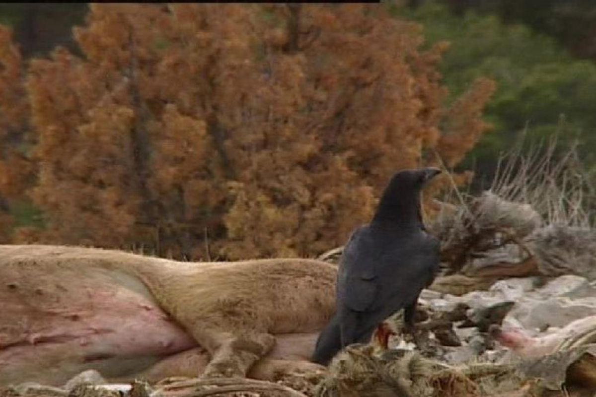 d391ea06ce22164ab3c49dbdbff445db XL ecf30c64