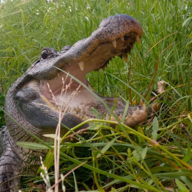 Αφιέρωμα στη μανία της φύσης, Διασώστες αλιγατόρων στο Τέξας, Το θαυμαστό τραγούδι του Ατένμπορο στο VIASAT NATURE