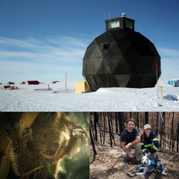 Τον Ιανουάριο στο Viasat Nature γνωρίζουμε τον Μπέαρ, τον ήρωα των κοάλα