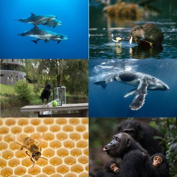 «Ζώα ιδιοφυΐες» – Nέα εξαιρετική σειρά ντοκιμαντέρ στην ΕΡΤ2