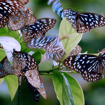 Μυστικά της άγριας φύσης της Κίνας – 5 πράγματα που δεν γνωρίζατε για τις πιο άγριες γωνιές της Ουράνιας Αυτοκρατορίας