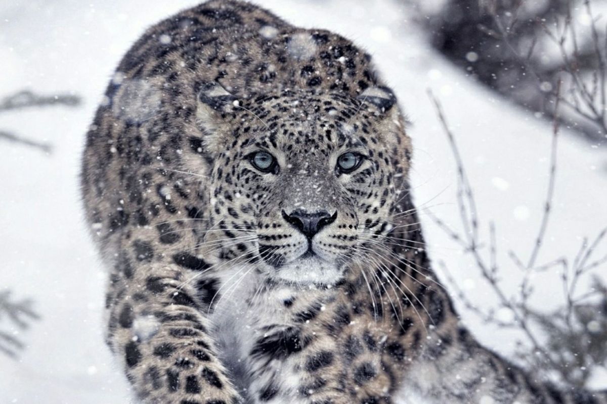 Viasat Nature_Wild Battleground2_Poster_SnowLeopard_CUT