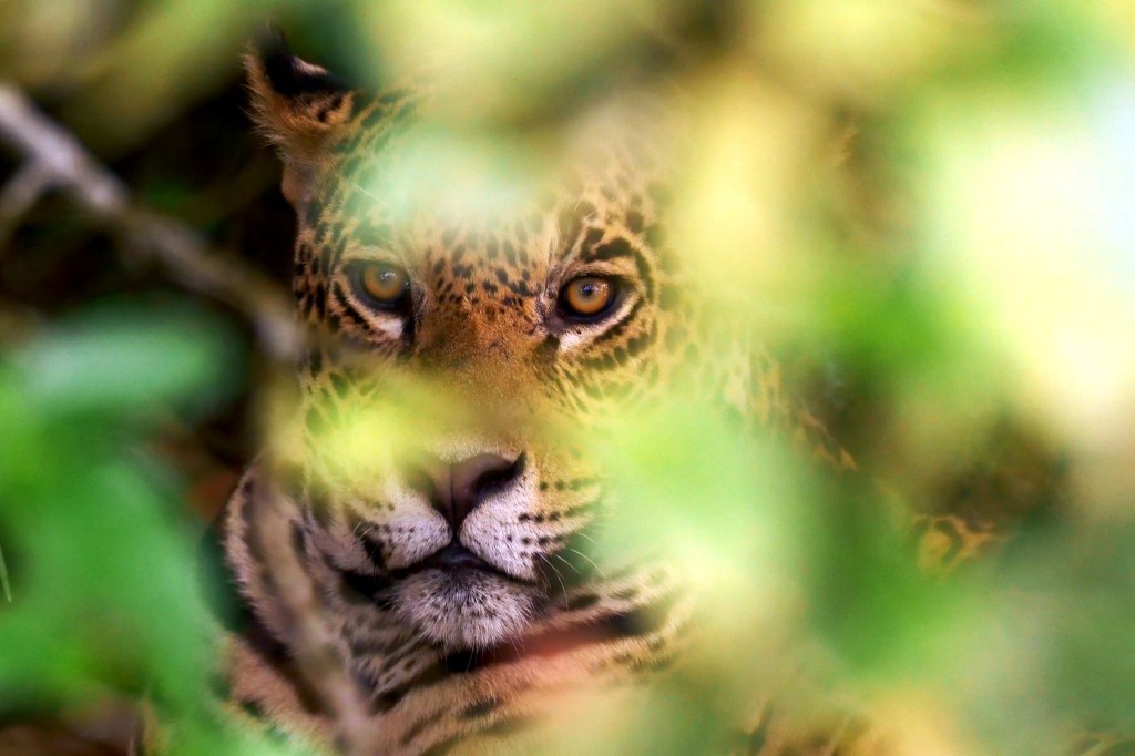 Viasat Nature Pantanal jaguar 3