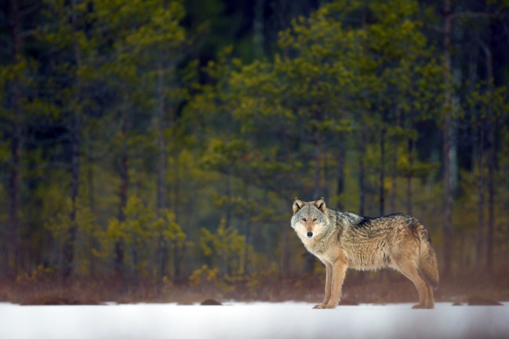 Viasat NATURE Wolf Wonderers 10 van 10 Edo van Uchelen