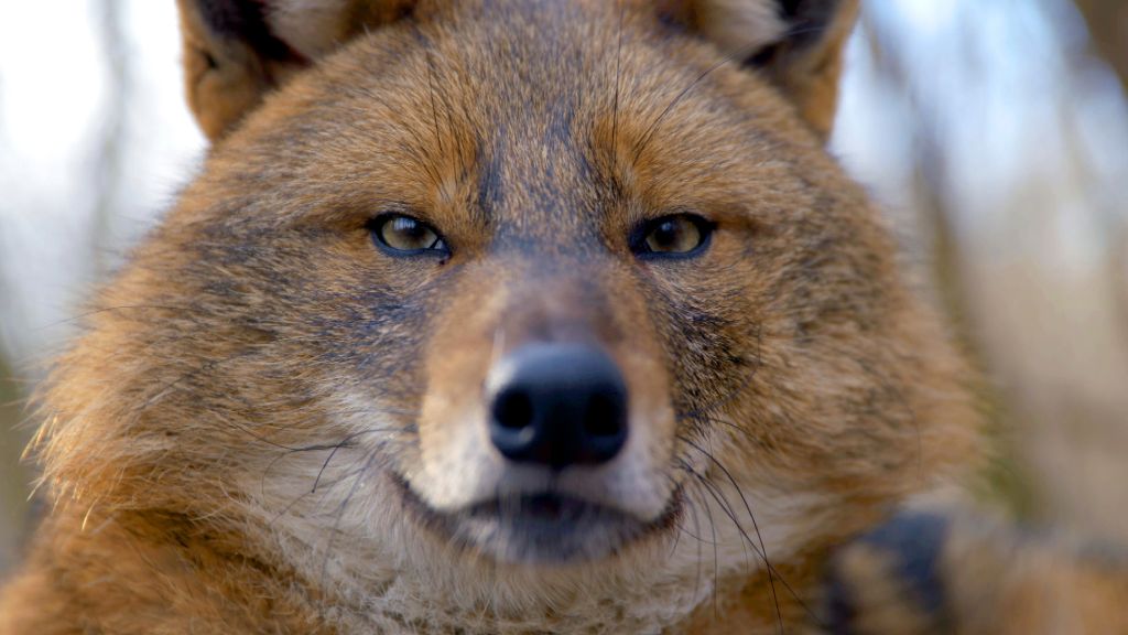 Golden jackal