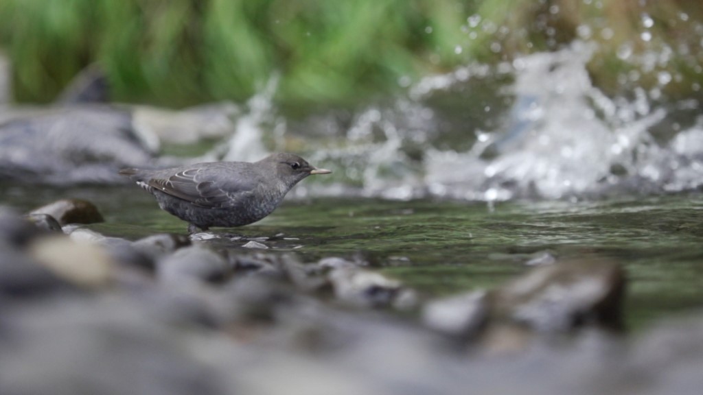 NATURE ALWAYS WINS The return of the river Elwha 2